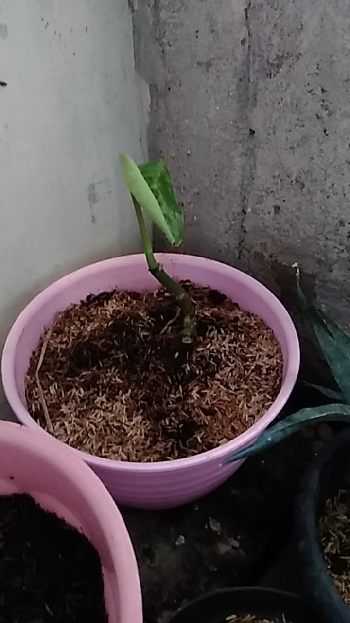 Bibit Bongol Janda Bolong Udah Bertunas Siap Tanam