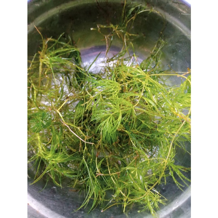 Ganggang Ekor Tupai/tanaman air