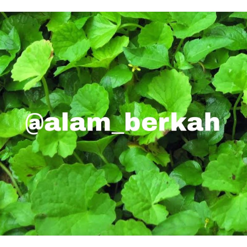 

DAUN PEGAGAN DAUN ANTANAN SEGAR Termurah (300gram)