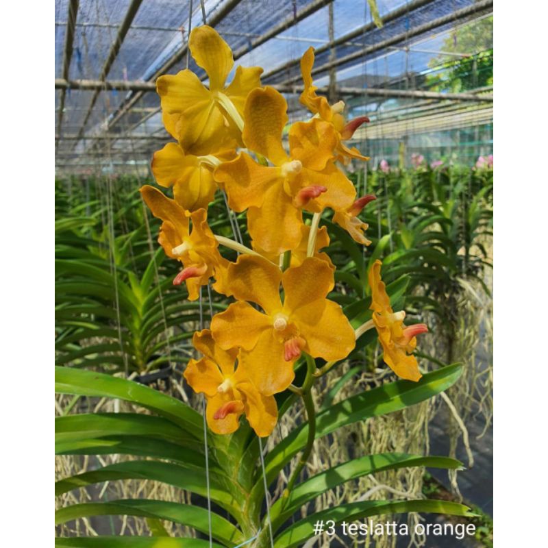 Anggrek vanda dewasa teslatta orange plant jumbo