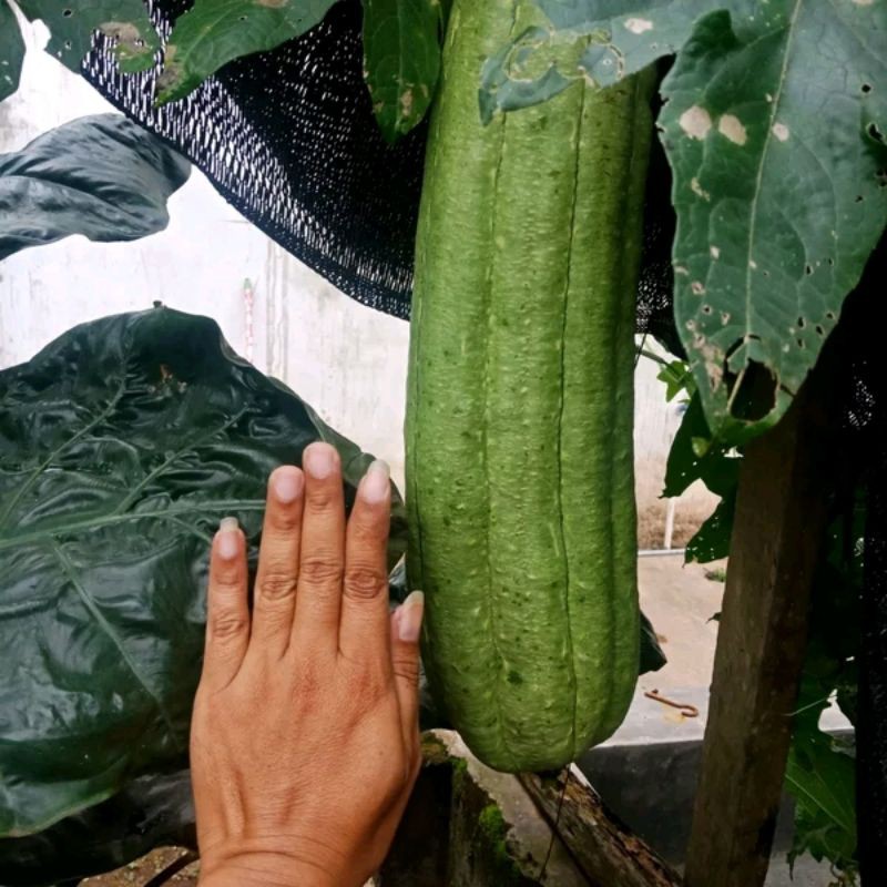 biji gambas Taiwan benih gambas taiwan