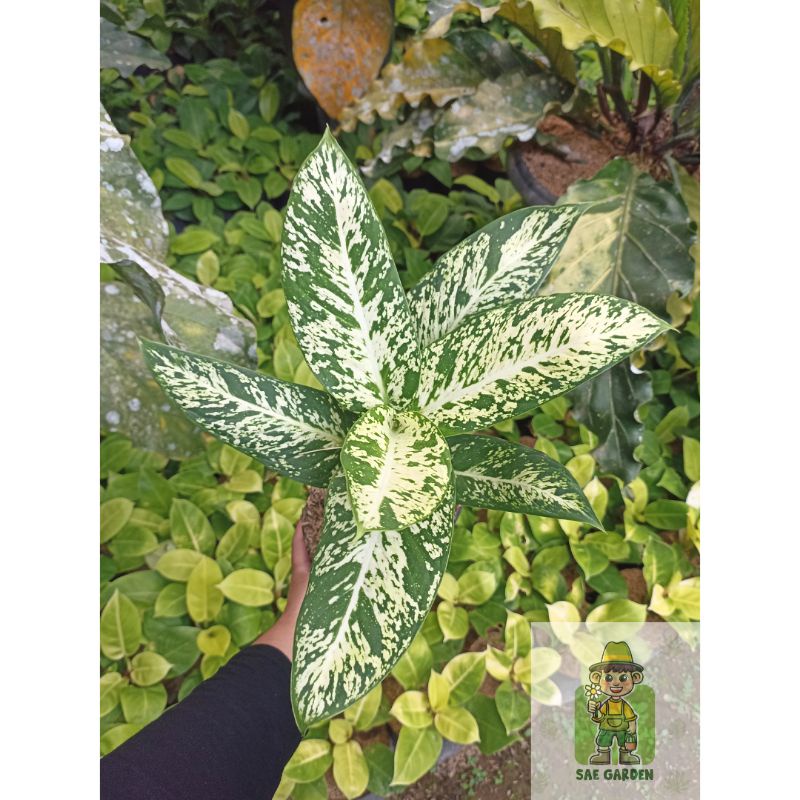 Diven Candi / Diffenbachia Candi