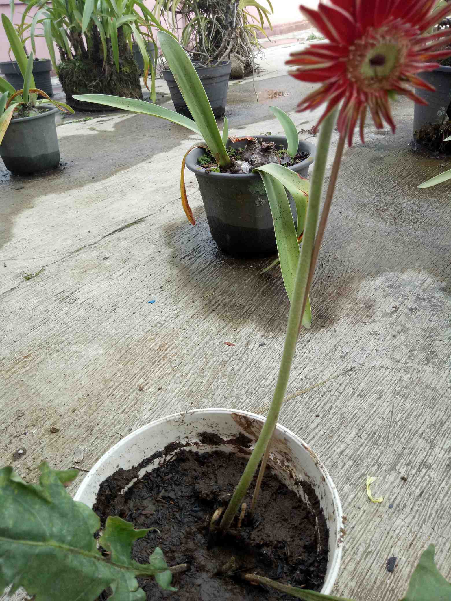 Bibit Hebras Garbera Murah Meriah