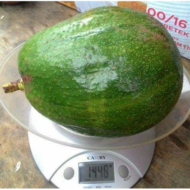 Bibit Buah Alpukat Kendil Jumbo