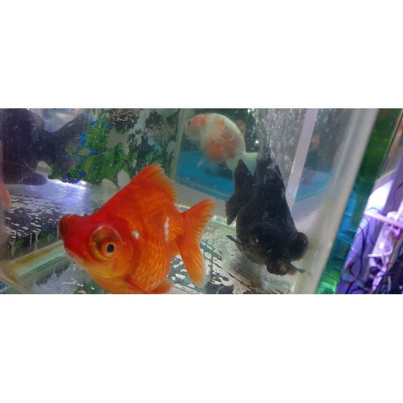 ikan koki demekin sepasang.