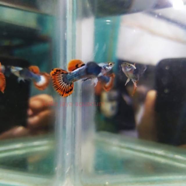 Ikan guppy platinum red mozaik dumbo ear aquarium dan aquascape murah ecer grosir
