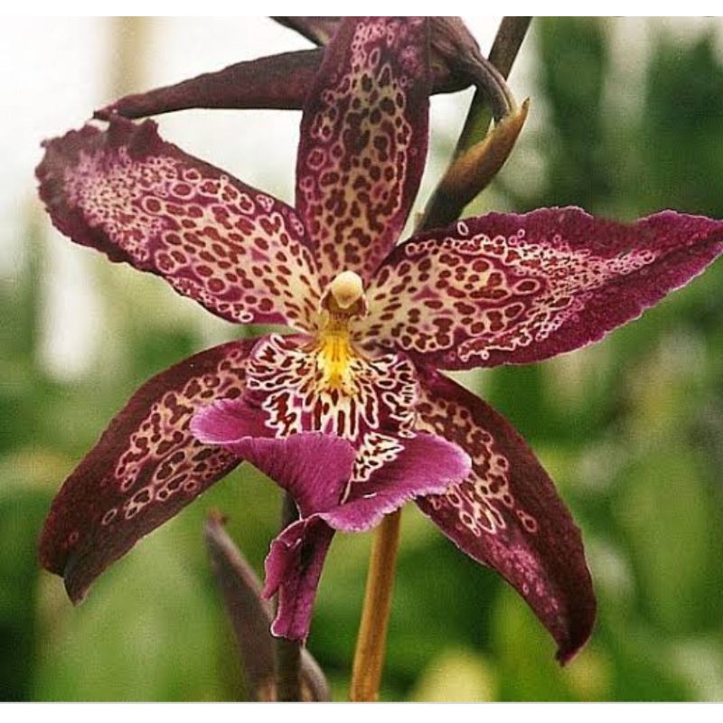 Anggrek oncidium beallara marfitch "Howard's dream"