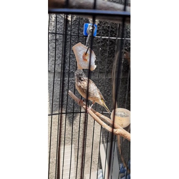 Blackthroat Remaja Jantan