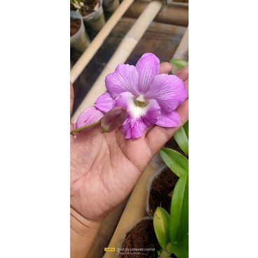 dendro mini bunga besar