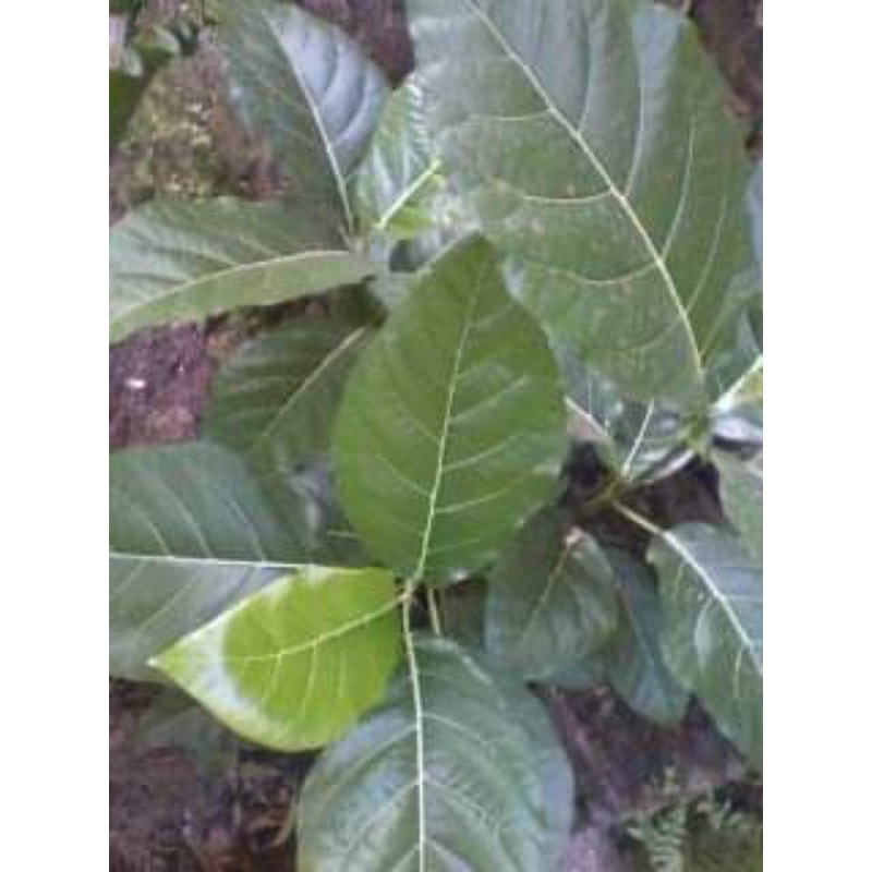 

daun awar awar segar 500grm