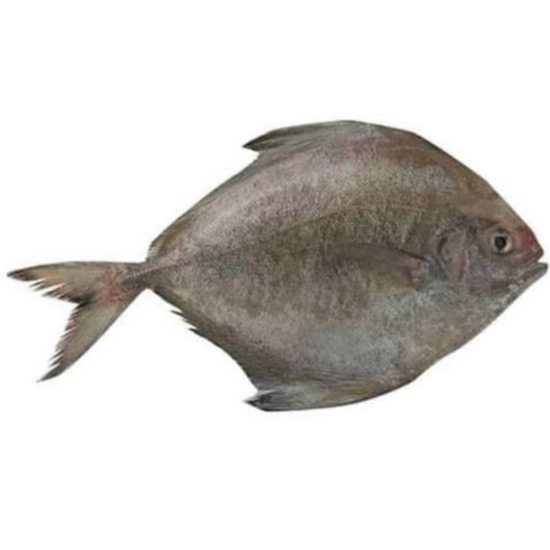 

Ikan Bawal Seger 1kilo Gram