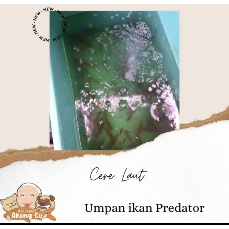 cere laut hidup makanan ikan predator