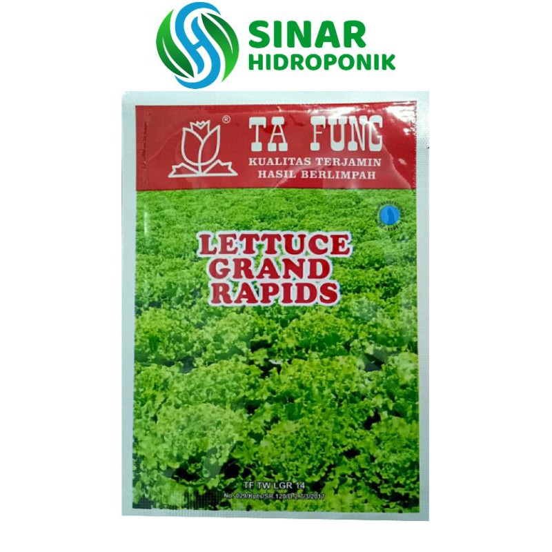 BENIH SELADA LETTUCE GRAND RAPID TA FUNG