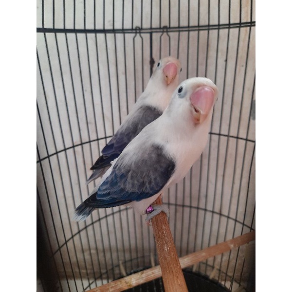 Lovebird biola ewing vio n blue spasang