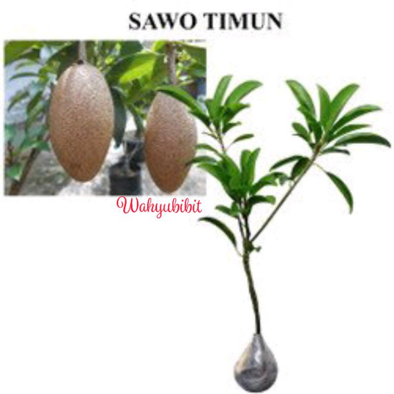 bibit sawo timun  mentimun