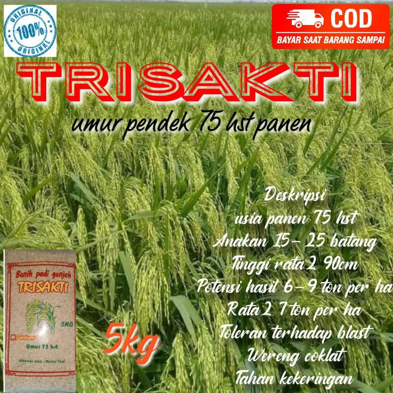 Benih Padi genjah TRISAKTI 5kg genjah