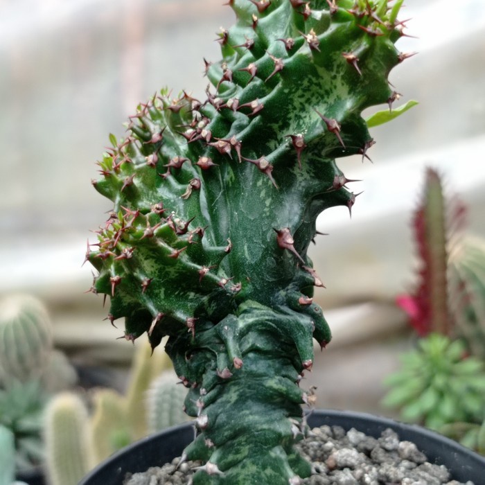 euphorbia ingens monstrose KAKTUS SUKULEN TANAMAN HIAS
