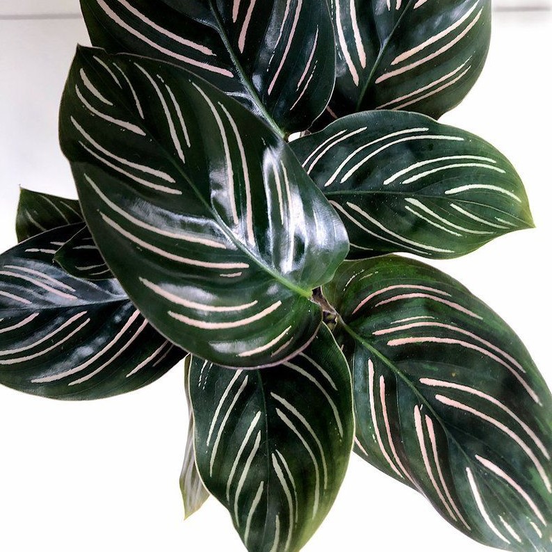 calathea ornata bibit tanaman hias daun