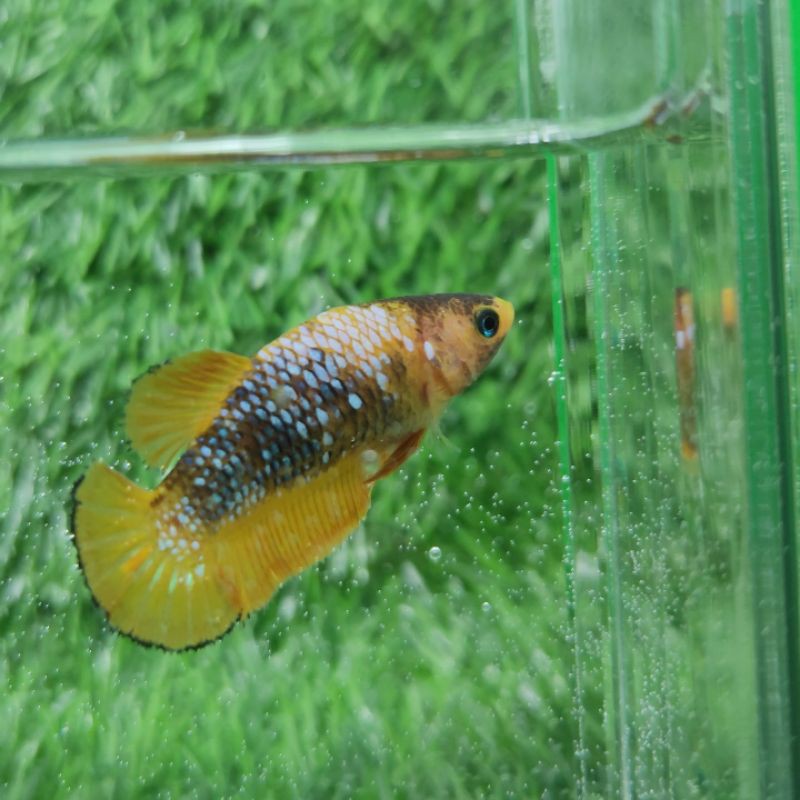 Cupang Yellow Fancy Betina Female TOP GRADE