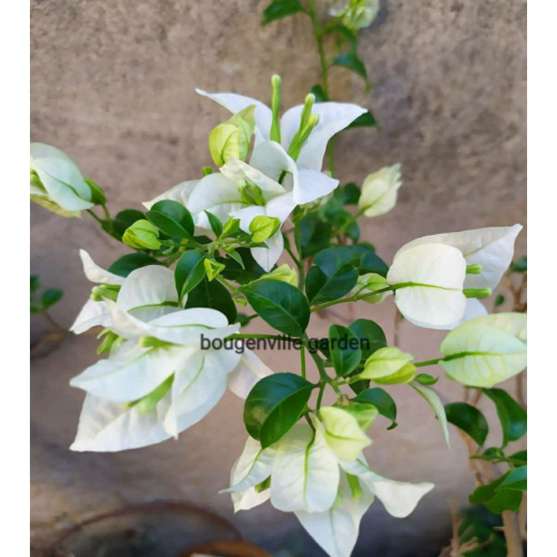 Tanaman hias hidup bougenville putih bangkok original