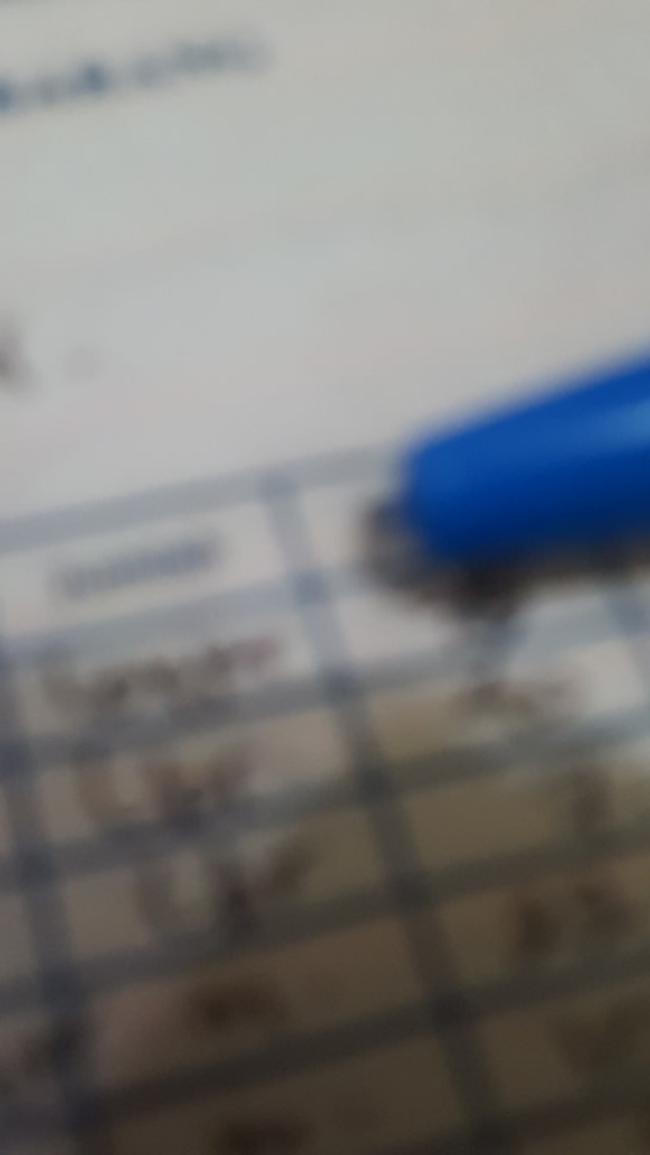 Bunga Lily Latex / Artificial Calla Lily (harga Per Tangkai)