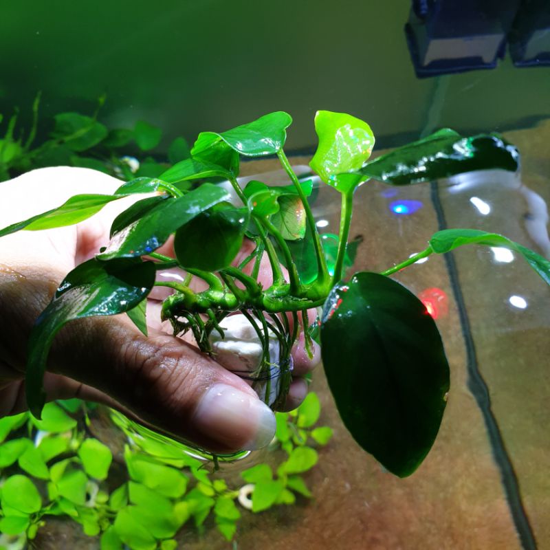 Anubias Barteri Var Nana (size indukan)