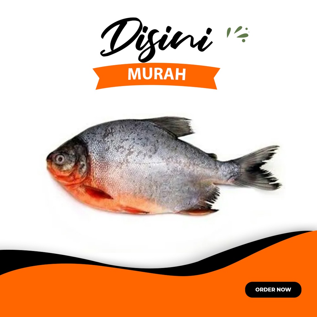 

ikan bawal air tawar per 500gr