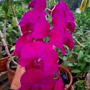 dendrobium tailand mis asea