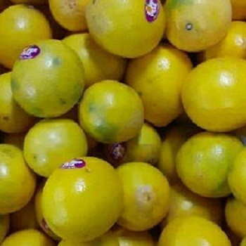 

Buah Lemon Bibit Import [4-5 pcs/0.9-1.1 Kg]