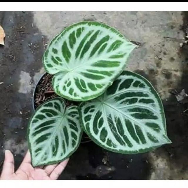 Bibit Tanaman Anthurium Kuping Gajah Mangkok Dorayaki