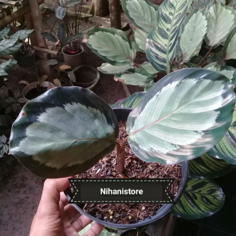 Calathea Corona / Roseopicta Corona