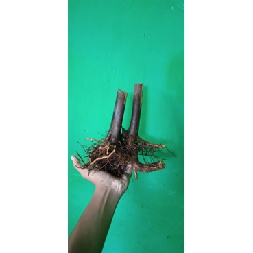 dongkelan jeruk kingkit siap tanam