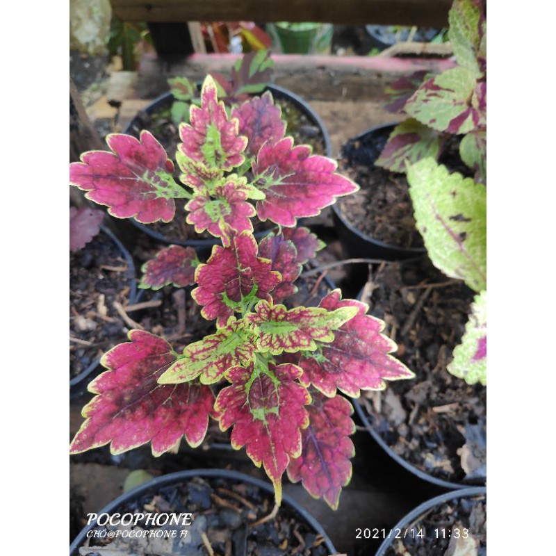 Miana Coleus Miana premium