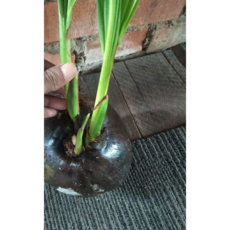 Bonsai Kelapa Cabang(Tunas) Tiga