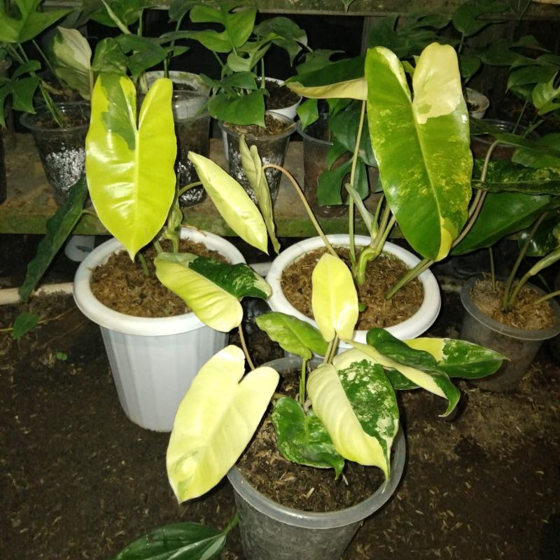Paket 3 brekele varigata - brekele varigata - paket murah