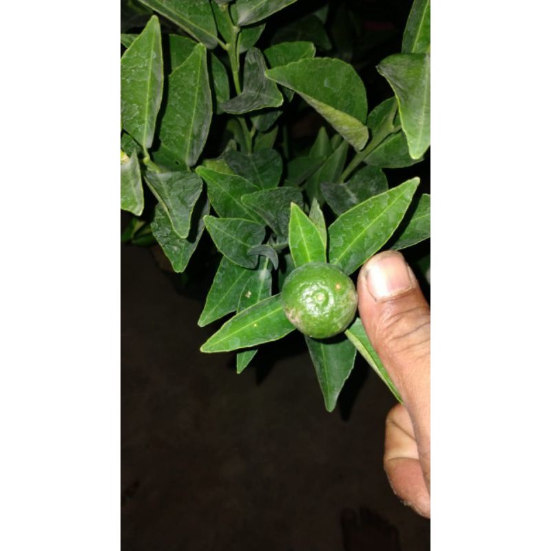 jeruk Santang berbuah