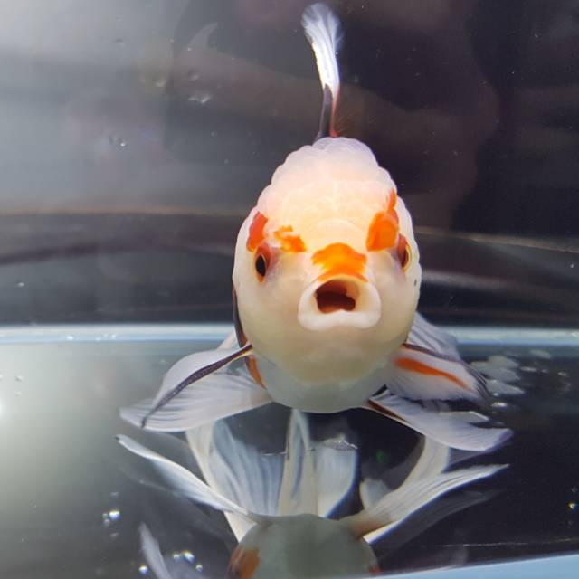 Ikan Koki Ikan Hias Mas Koki Oranda Tricolor Panda Unik Shopee