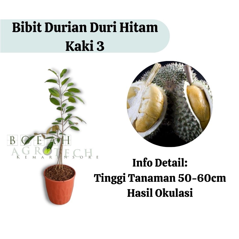 Bibit Durian Duri Hitam Kaki 3