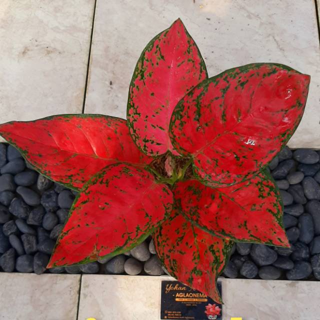 Tanaman Hias Aglonema Big Aple / Tanaman Hias Hidup / Bunga Hias Murah / Tanaman Murah / Bunga Impor