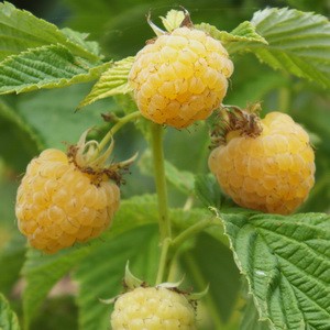 Isi 30 Butir Benih Buah Raspberry Kuning