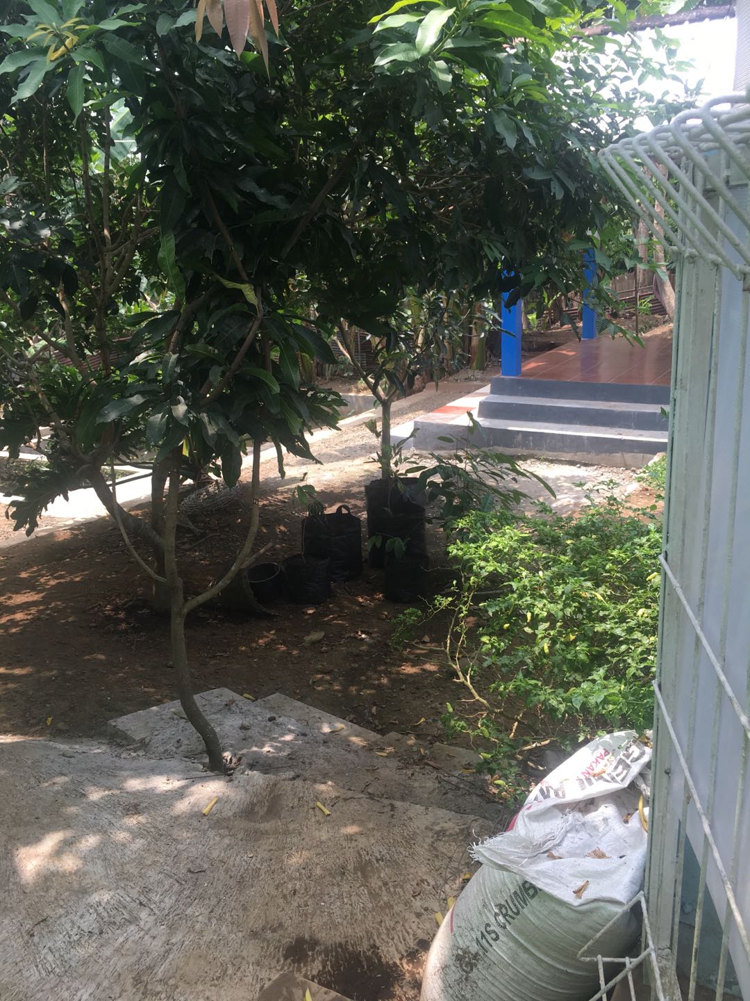 Bibit Alpukat Mentega Jumbo Bibit Benih Tanaman Buah Alpukat Mentega Jumbo