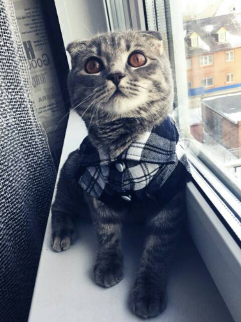 Baju kemeja kotak anjing kucing kelinci formil