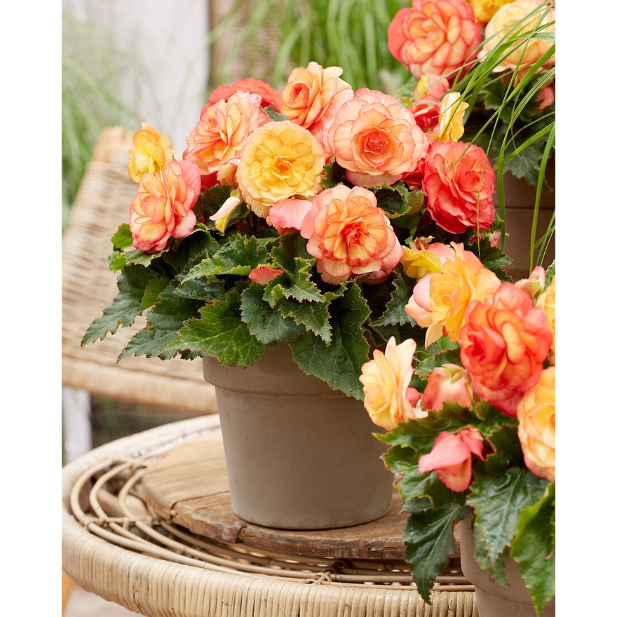 Benih Bibit Biji - Bunga Begonia Tuberous On Top Sunset Shades F1 Hybrid Flower (Premium Pelleted Seeds)