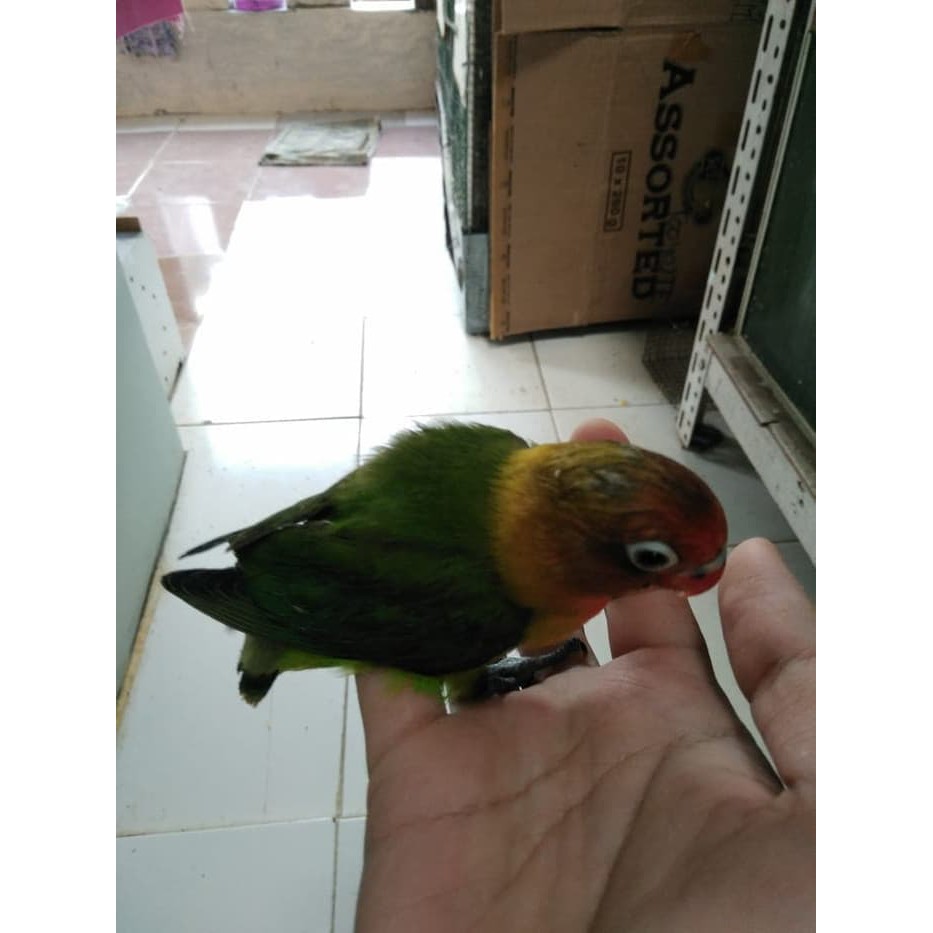 Burung Lovebird Lb Josan Hijau Standart Jinak Lolohan Ternakan