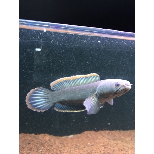 chana limbata LAMPUNG rim tebal grade A (premium)