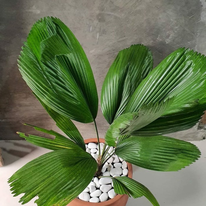 Tanaman Hias Palem Kipas - BakulKembang