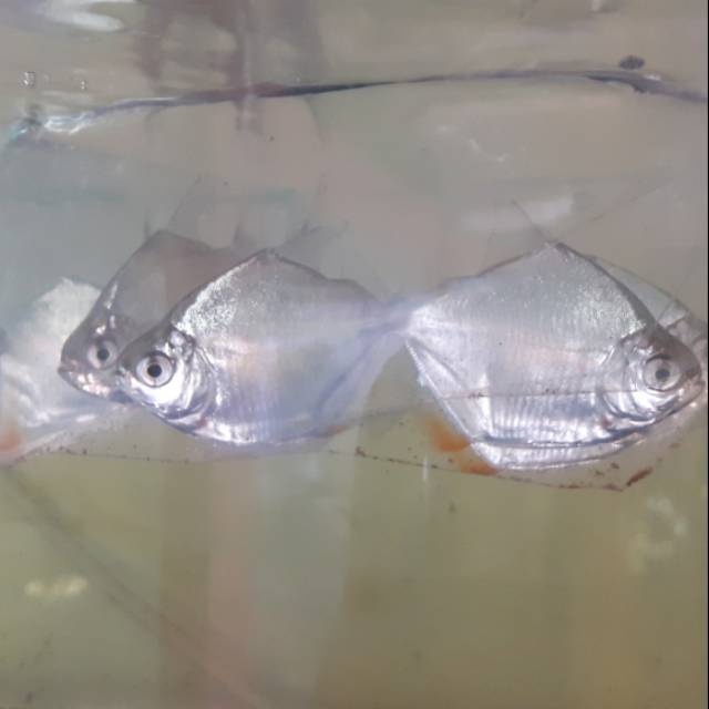 Ikan Hias Silver Dolar Dollar Shopee Indonesia