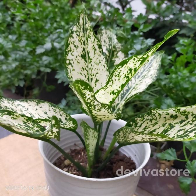 Aglaonema atau sri rezeki merupakan tanaman dari family aracea. genus aglaonema terdiri dari sekitar