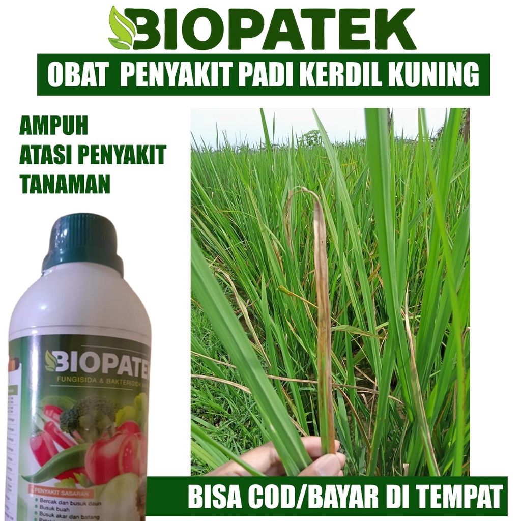 FUNGISIDA Obat Padi Kerdil Daun Kening Terbaik BIOPATEK 500 ML - Obat Padi Daun Kuning/Virus Kuning/