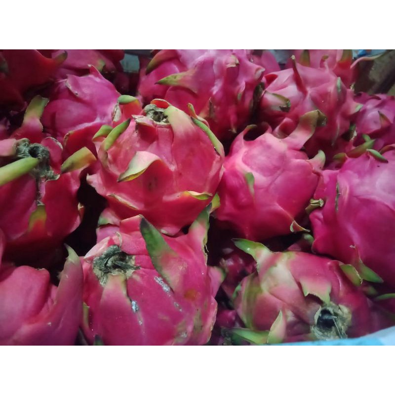 

buah naga 1kg
